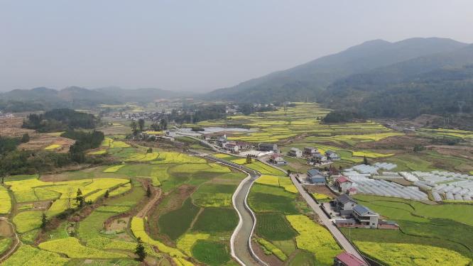 美丽乡村田园农业种植油菜花航拍