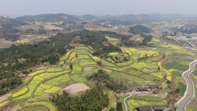 美丽乡村田园农业种植油菜花航拍