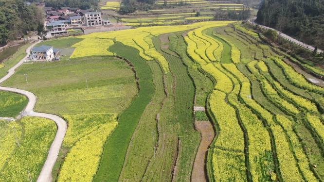 美丽乡村田园农业种植油菜花航拍