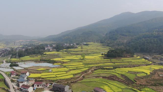 美丽乡村田园农业种植油菜花航拍