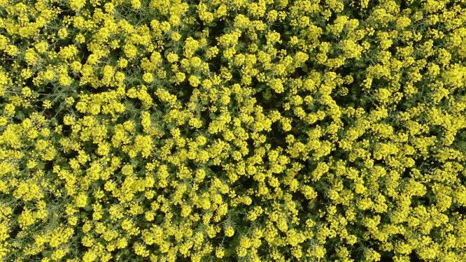 美丽乡村田园农业种植油菜花航拍
