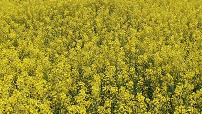 美丽乡村田园农业种植油菜花航拍