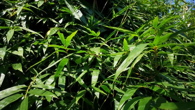 绿色植物山川花草柳树芙蓉花