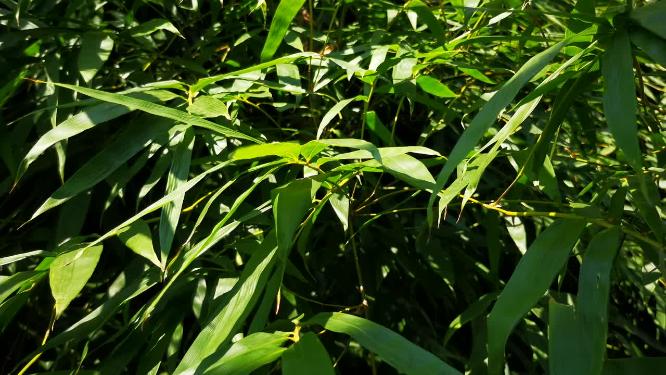 绿色植物山川花草柳树芙蓉花