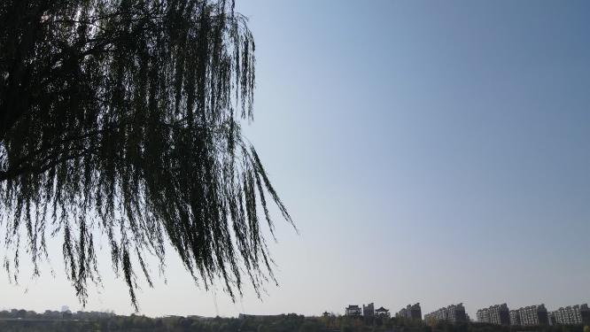 风吹柳树植物
