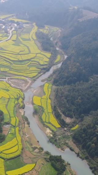美丽乡村田园农业种植油菜花航拍