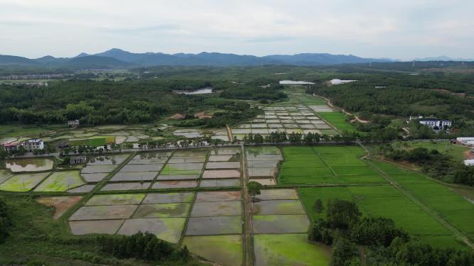 航拍美丽乡村绿色田园农业种植稻田