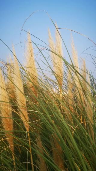 秋天植物枯萎野草芦苇实拍