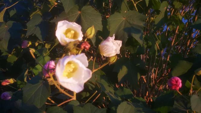 绿色植物山川花草柳树芙蓉花