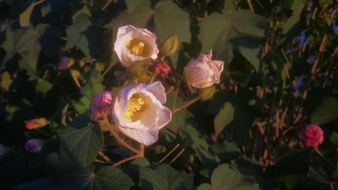 绿色植物山川花草柳树芙蓉花