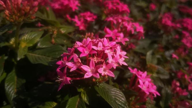 绿色植物山川花草柳树芙蓉花