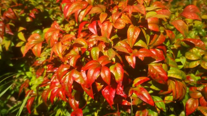 绿色植物山川花草柳树芙蓉花