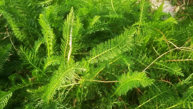 绿色植物山川花草柳树芙蓉花