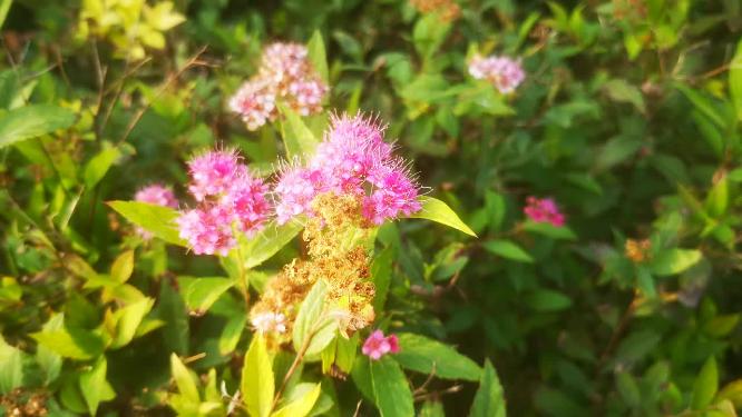 绿色植物山川花草柳树芙蓉花