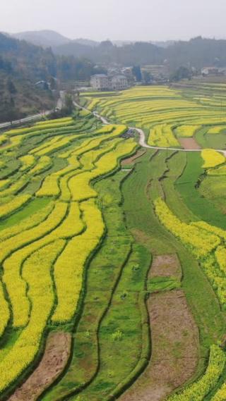 美丽乡村田园农业种植油菜花航拍
