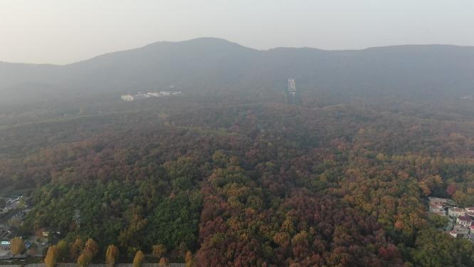 航拍南京钟山5A景区秋天红色枫叶植物