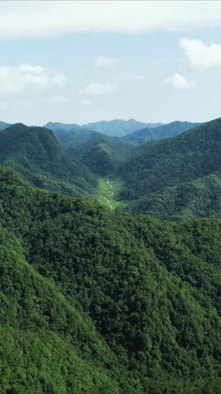 绿色植物森林祖国大好河山航拍