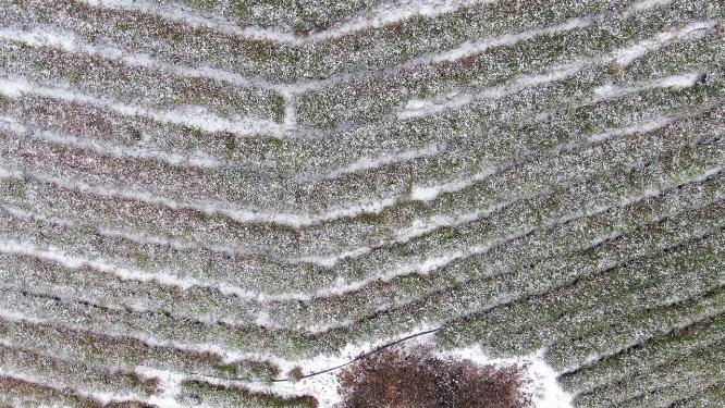 冬天茶园雪景航拍