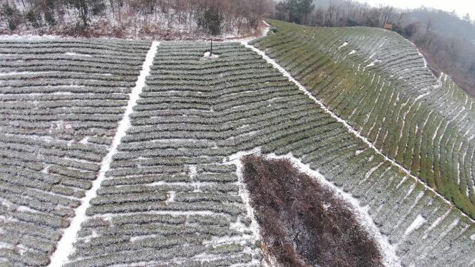 冬天茶园雪景航拍