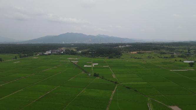 美丽乡村农田农业种植航拍