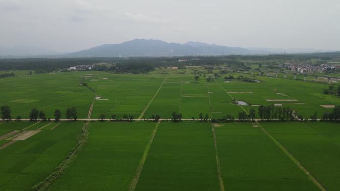 美丽乡村农田农业种植航拍