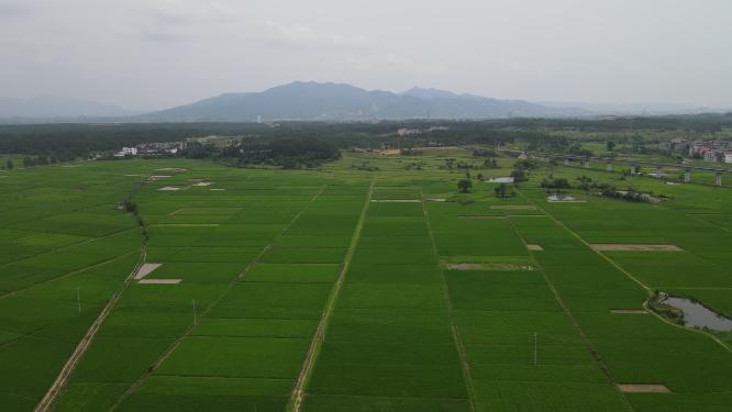 美丽乡村农田农业种植航拍