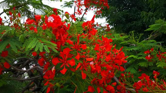 绿色植物鲜花花朵