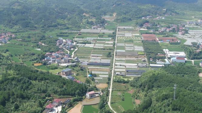 乡村田园农业种植水稻航拍