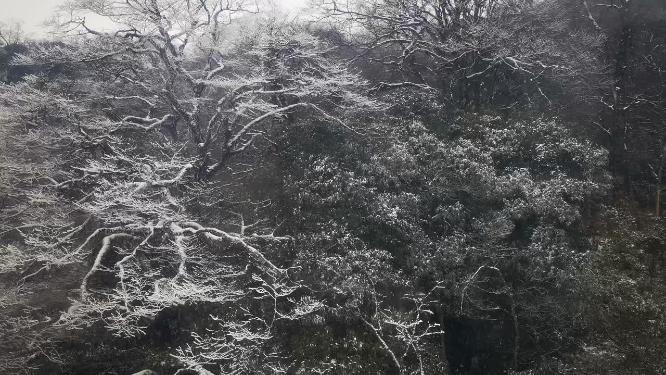 冬天雪景雾凇贵州梵净山