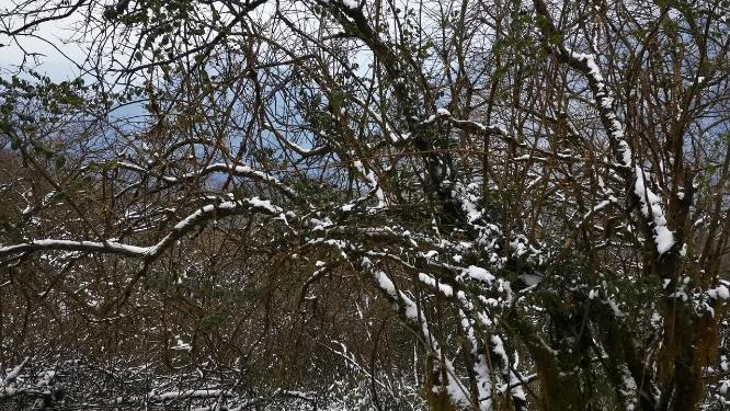 冬天雪景雾凇贵州梵净山