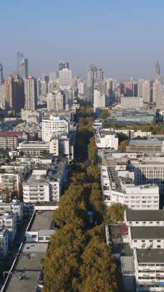 南京城市秋天枯黄法国梧桐竖屏航拍