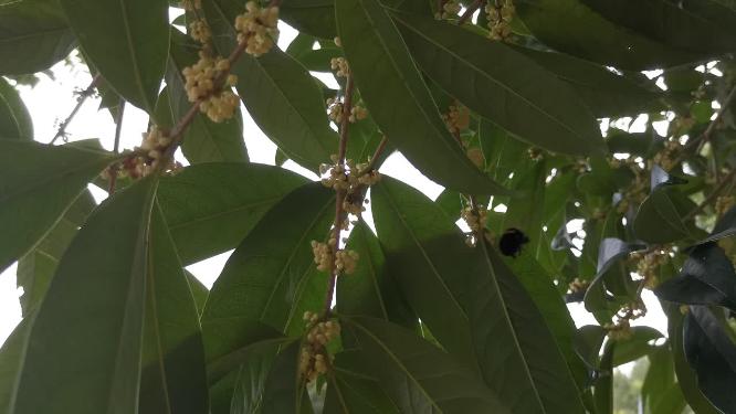 桂花鲜花盛开实拍