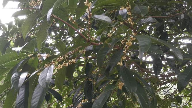 桂花鲜花盛开实拍