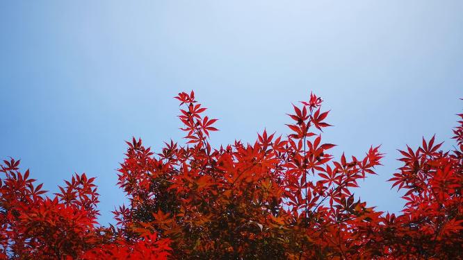 红色枫叶植物航拍