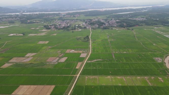 航拍美丽乡村绿色田园农业种植稻田