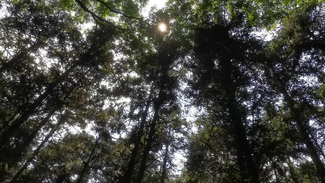 阳光树枝树叶植物