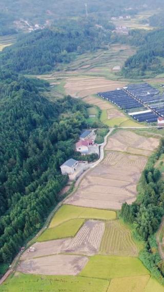 乡村田园农业种植水稻航拍