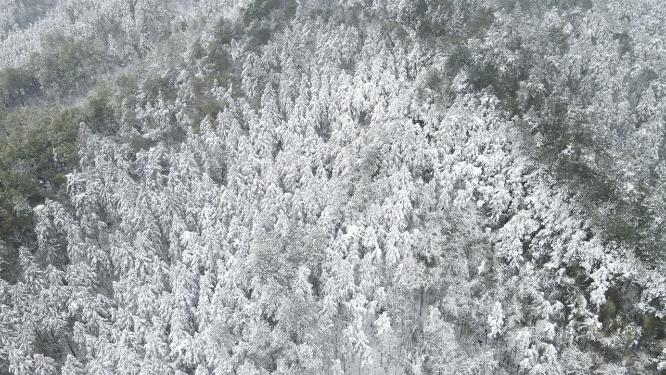 航拍绿色植物森林冬天雪景