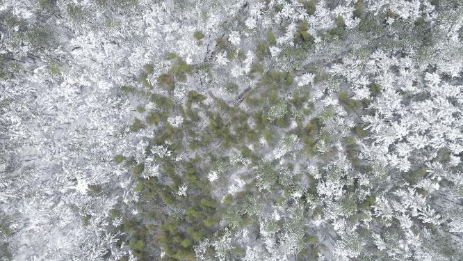 航拍绿色植物森林冬天雪景