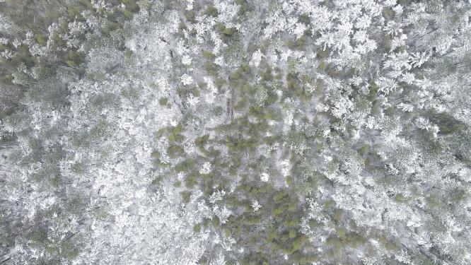 航拍绿色植物森林冬天雪景