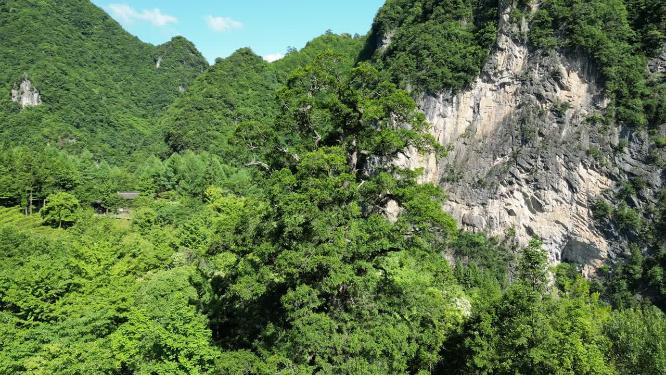 航拍湖北神农架神农坛千年杉树