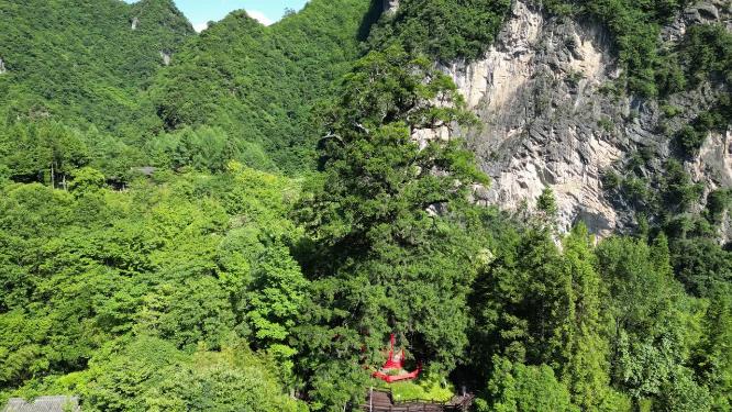 航拍湖北神农架神农坛千年杉树
