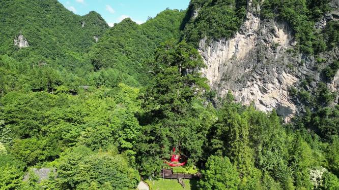 航拍湖北神农架神农坛千年杉树
