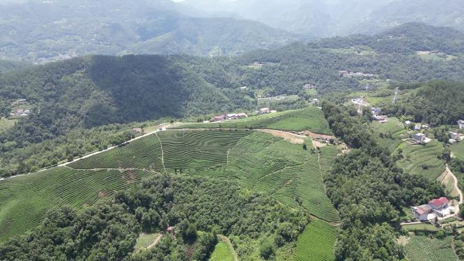 航拍高山茶叶种植基地