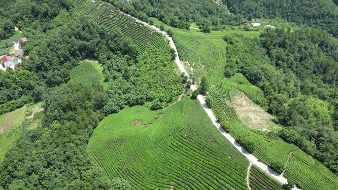 航拍高山茶叶种植基地