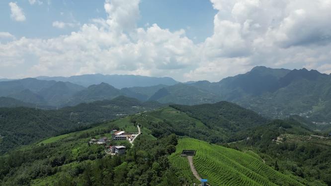 航拍高山茶叶种植基地