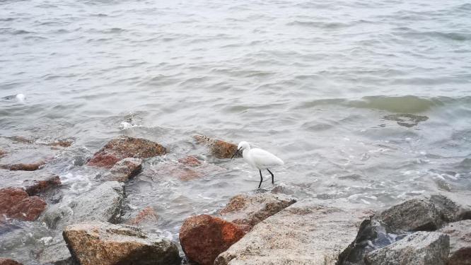 海边白鹭觅食实拍