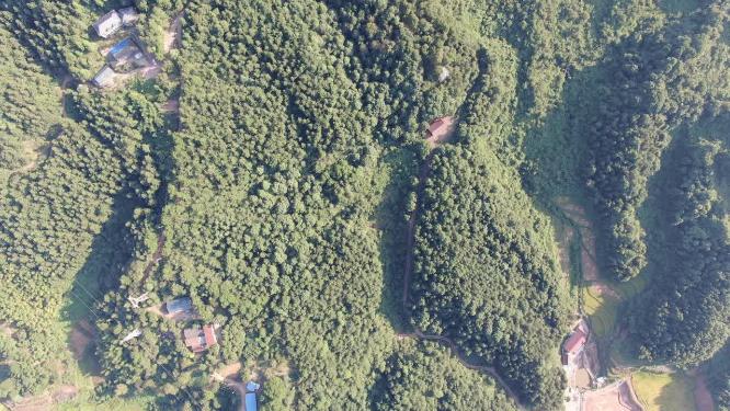 绿色植物森林祖国大好河山航拍