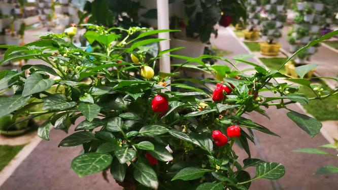 大自然植物生长实拍