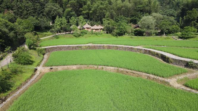 农业种植农田水稻航拍